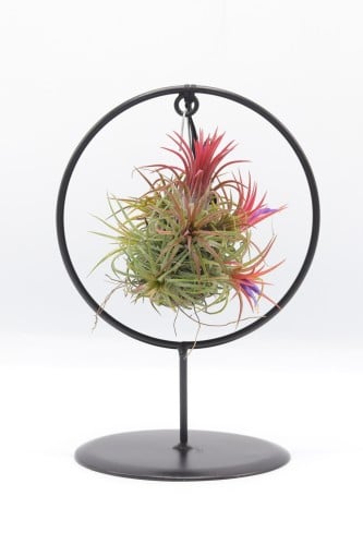 نبتة تيلاندسيا معلقة في حامل دائري