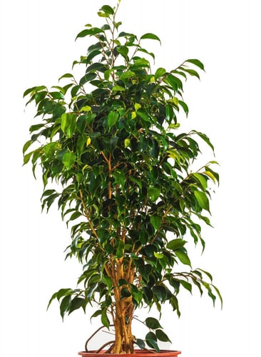 فيكس بنجامينا دانيال مركن 24 سم