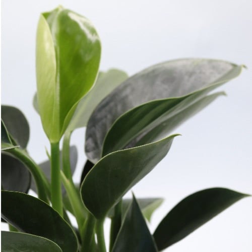 نبتة فيلوديندرون الخضراء