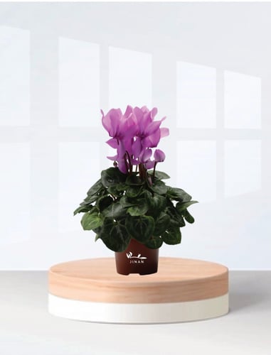 سايكلمن ازهار بنفسجيه