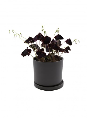 الشامروكس البنفسجي " الفراشات الثلاث " بدون مركن