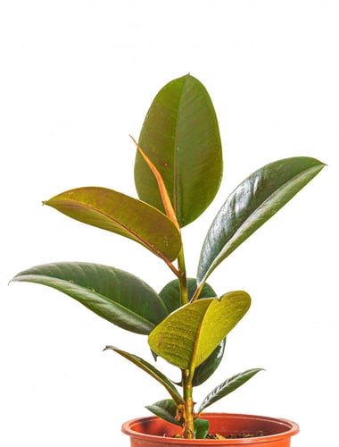 فيكس روبيستا مركن 15 سم