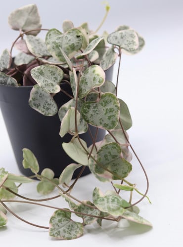 نبتة سلسلة القلوب الصغيرة