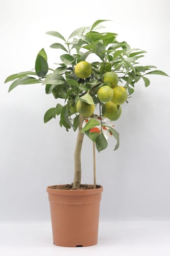 كلامنتينا مركن 15 سم