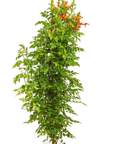 تيكوماريا مركن 27 سم