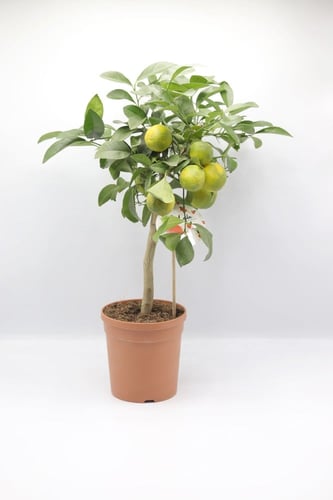 كلامنتينا مركن 15 سم