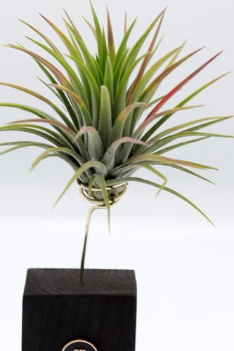 نبتة تيلاندسيا بقاعدة خشبية