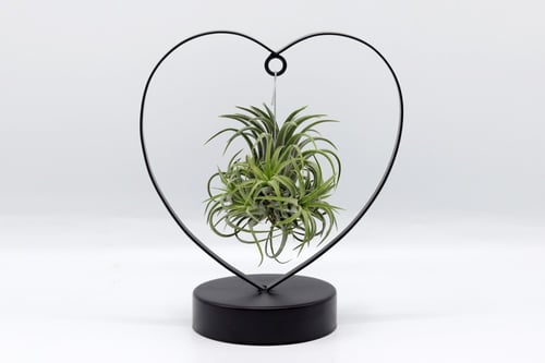 نبتة تيلاندسيا معلقة في حامل قلب اسود