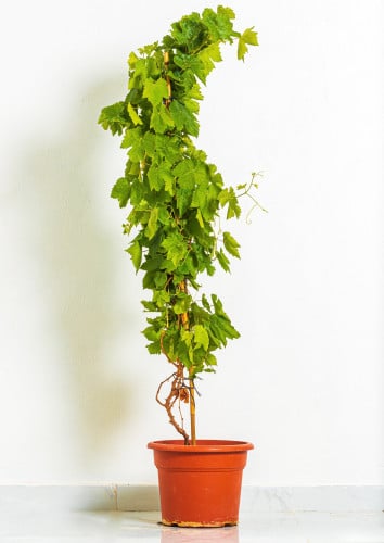 شجرة عنب مركن 27 سم