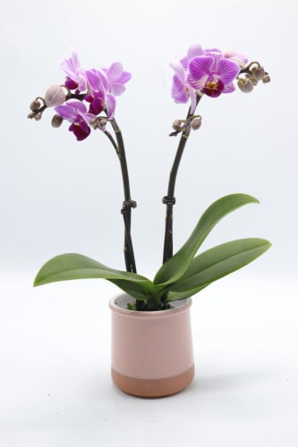 اوركيد بنفسجي صغير بحوض سيراميك متغير الشكل