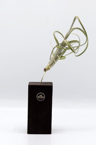 نبتة تيلاندسيا بقاعدة خشبية