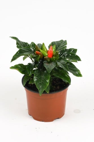 نبتة الفلفل اورنج