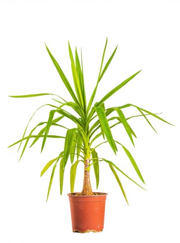 يوكا هيد 1 عود مركن 24 سم