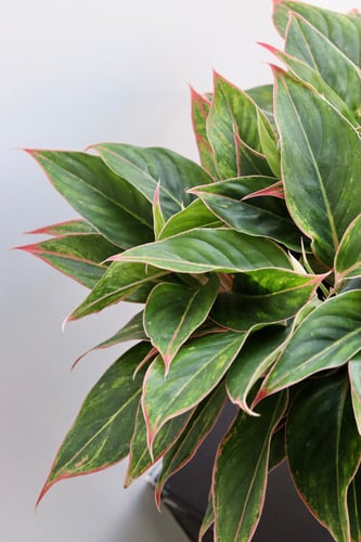 اجلونيما مركن 24 سم