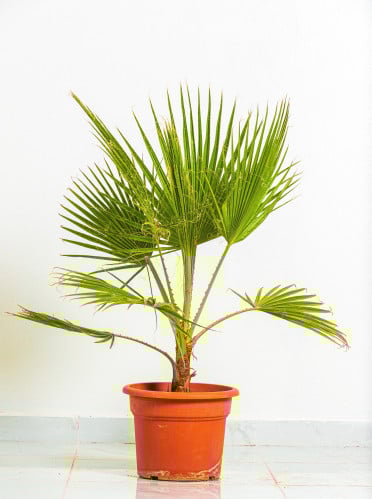 واشنطونيا مركن 15 لتر