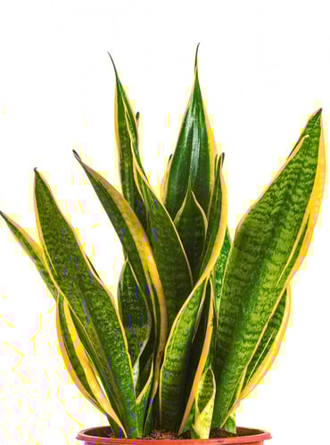 سنسيفيريا جلد النمر مركن 21سم