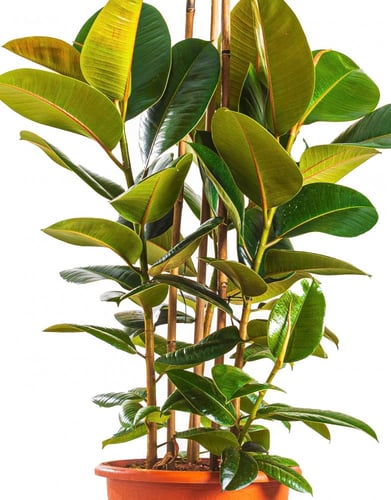 فيكس روبيستا 3 عود مركن 15 لتر