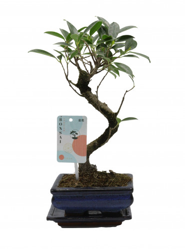 بونساي من فيكس جينسغ في مركن سيراميك