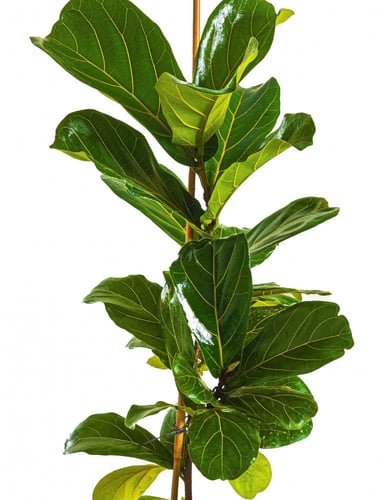 فيكس ليراتا مركن 24 سم