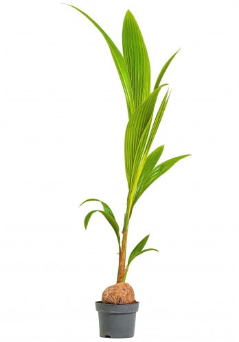 نخله جوز الهند مركن 19 سم