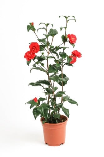 كامليا مركن 17 سم