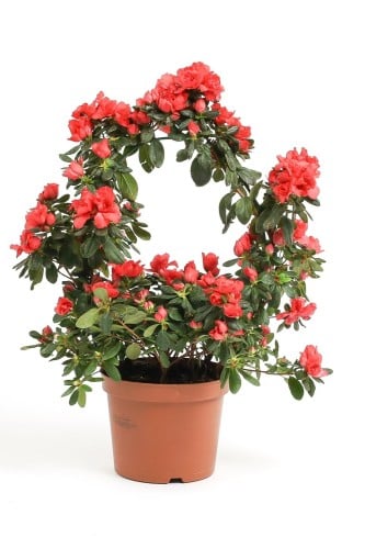 ازاليا احمر