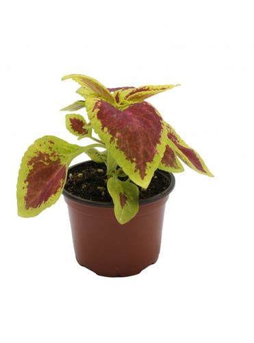 كوليس أو السجاد