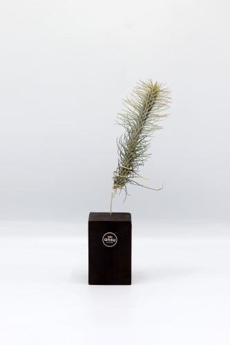 نبتة تيلاندسيا بقاعدة خشبية