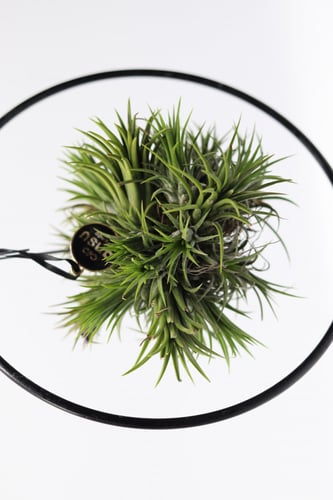 تيلاندسيا معلقه في حامل دائري