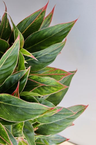 اجلونيما مركن 24 سم