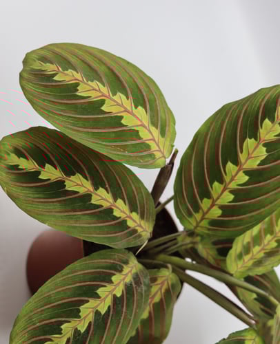 كلاثيا مارانتا مركن 12 سم