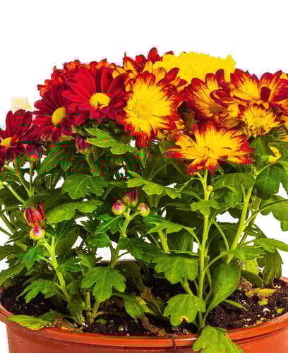 زهور اراولا ( كريزنتيمم ) مركن 22 سم