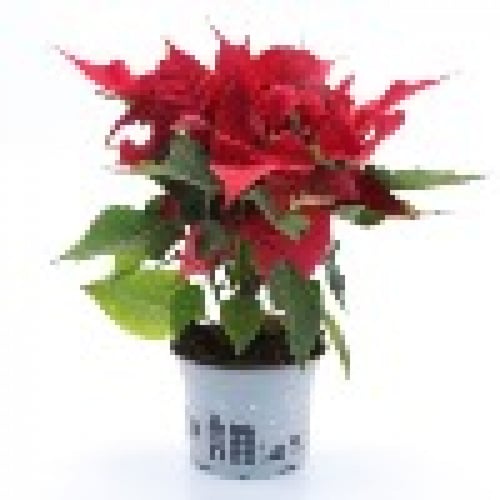 يوفوربيا ( بنت القنصل ) بدون مركن