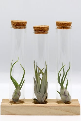 مجموعة التيلاندسيا على قاعدة خشبية