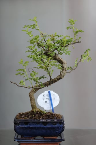 بونساي من زانثوكسيلوم في مركن سيراميك