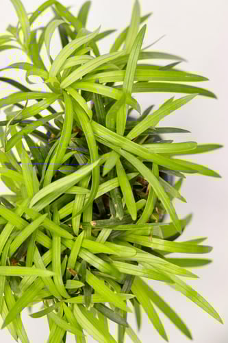 بونساي مركن 12 سم