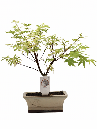 بونساي مركن 12 سم