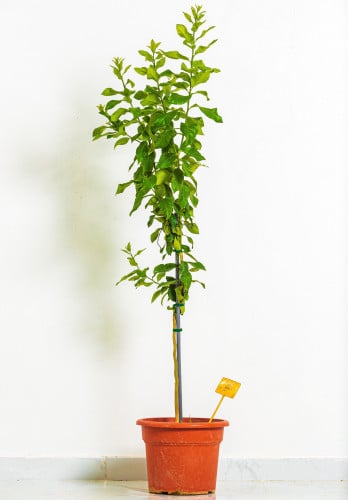 يوسفي مركن 15 لتر