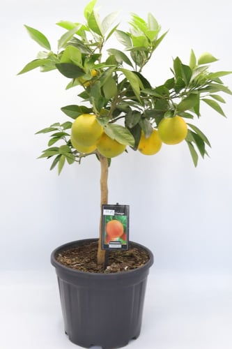 شتلة البرتقال