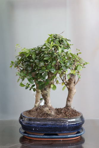 نبتة بونساي كارمونا في مركن سيراميك بيضاوي كحلي