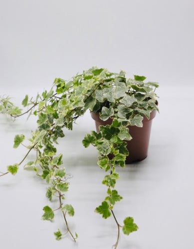 هيديرا مبرقشه مركن 12 سم