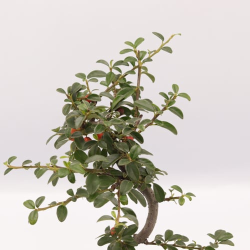 بونساي كوتونستر في حوض سيراميك أزرق