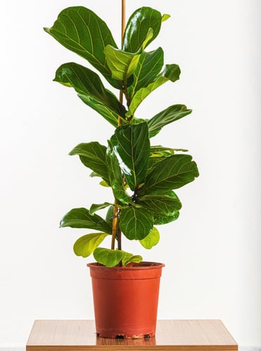 فيكس ليراتا مركن 24 سم