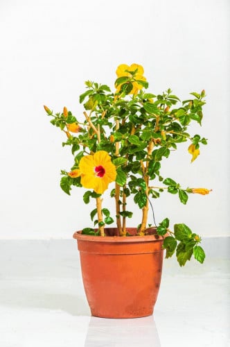 هايبسكس 3 عود زهور صفراء مركن 15 لتر