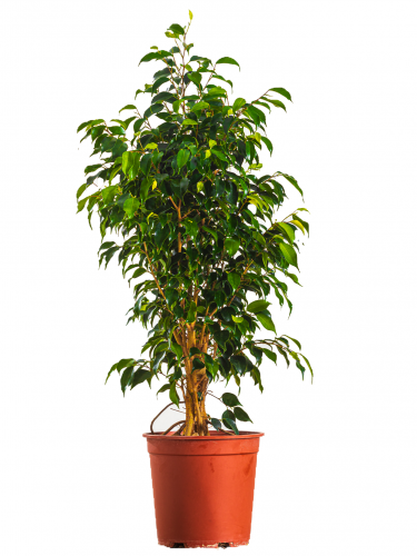 فيكس بنجامينا دانيال مركن 24 سم