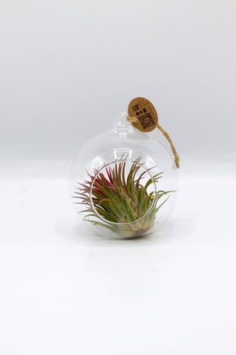 نبتة تيلاندسيا في فازة زجاجية قابلة للتعلق بأطراف...