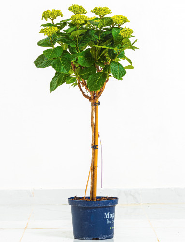 هايدرنجيا مركن 25 سم