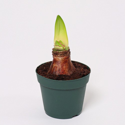 هيبيستروم مركن 12 سم