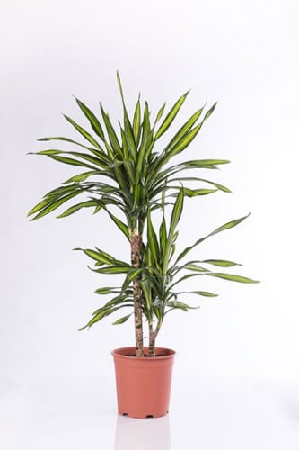 دراسينا ريكي 2 عود مركن 21 سم