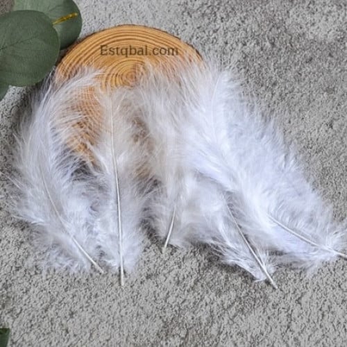 ريش صغير أبيض